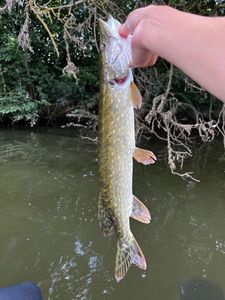 Northern Pike