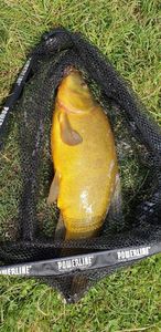 Tench