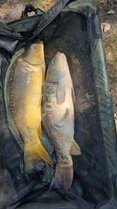 Mirror Carp