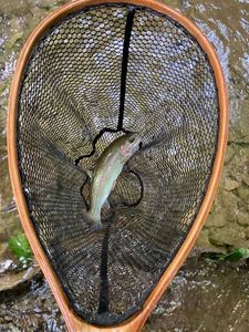 Rainbow Trout
