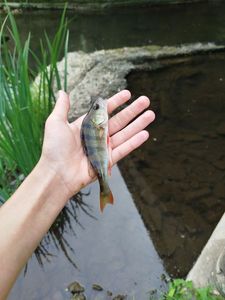 European Perch