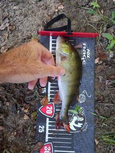 European Perch