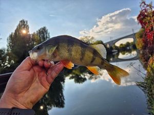 European Perch