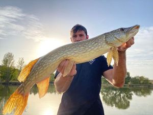 Northern Pike