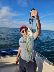 Atlantic Bonito