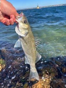 European Bass (Seabass)