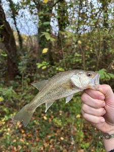 Largemouth Bass
