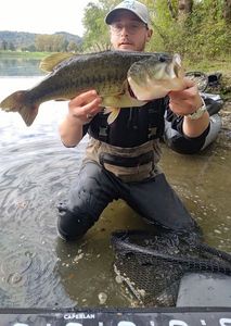 Largemouth Bass