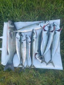 Mackerel