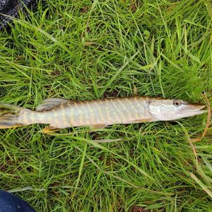 Northern Pike