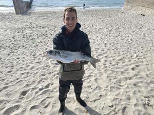 European Bass (Seabass)