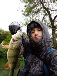 European Perch