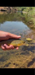 Brown Trout