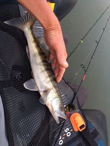 Zander