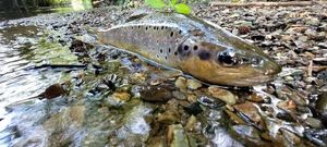 Brown Trout