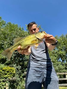 Largemouth Bass