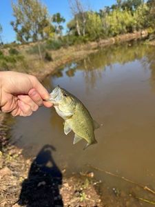 Largemouth Bass