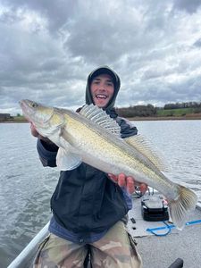 Zander