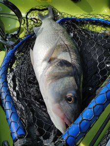 European Bass (Seabass)