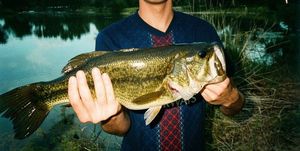 Largemouth Bass
