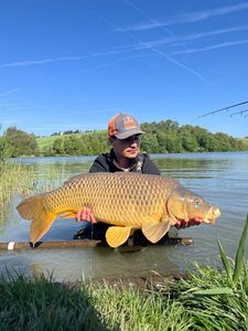 Common Carp