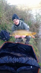 Common Carp
