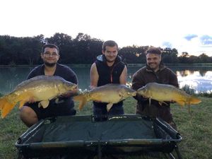 Mirror Carp