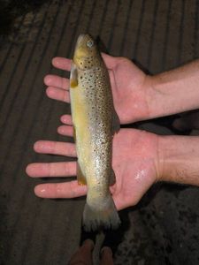Brown Trout