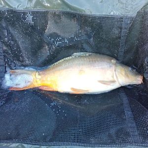 Mirror Carp