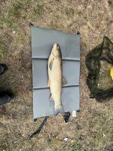 Grass Carp