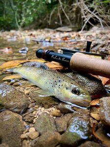 Brown Trout