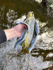 Brown Trout
