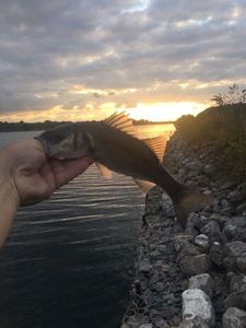 European Bass (Seabass)