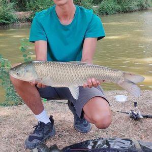 Grass Carp