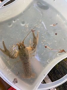 Danube Crayfish