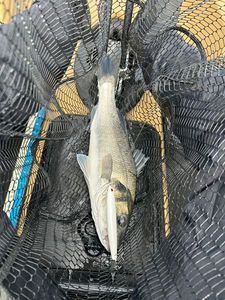European Bass (Seabass)