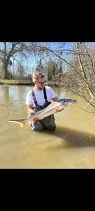 Sturgeon
