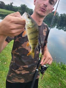 European Perch
