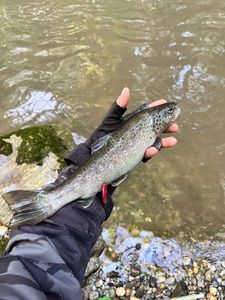 Brown Trout