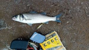 European Bass (Seabass)
