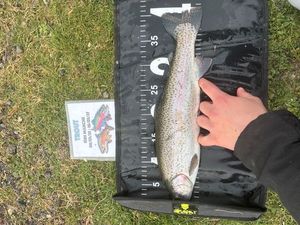 Rainbow Trout
