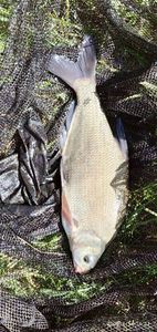 Common Bream