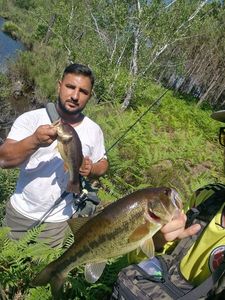 Largemouth Bass