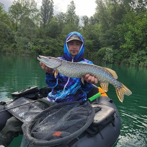 Northern Pike