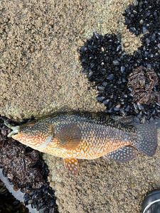 Ballan Wrasse