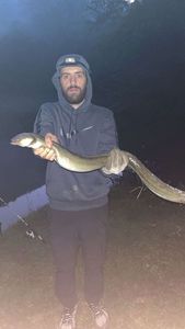 European Eel (Common Eel)