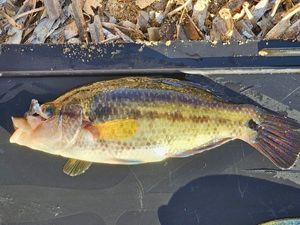 Corkwing Wrasse