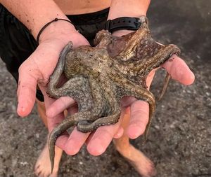 Common Octopus