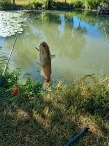 Black Bullhead