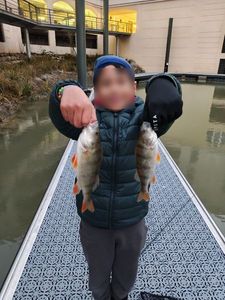 European Perch